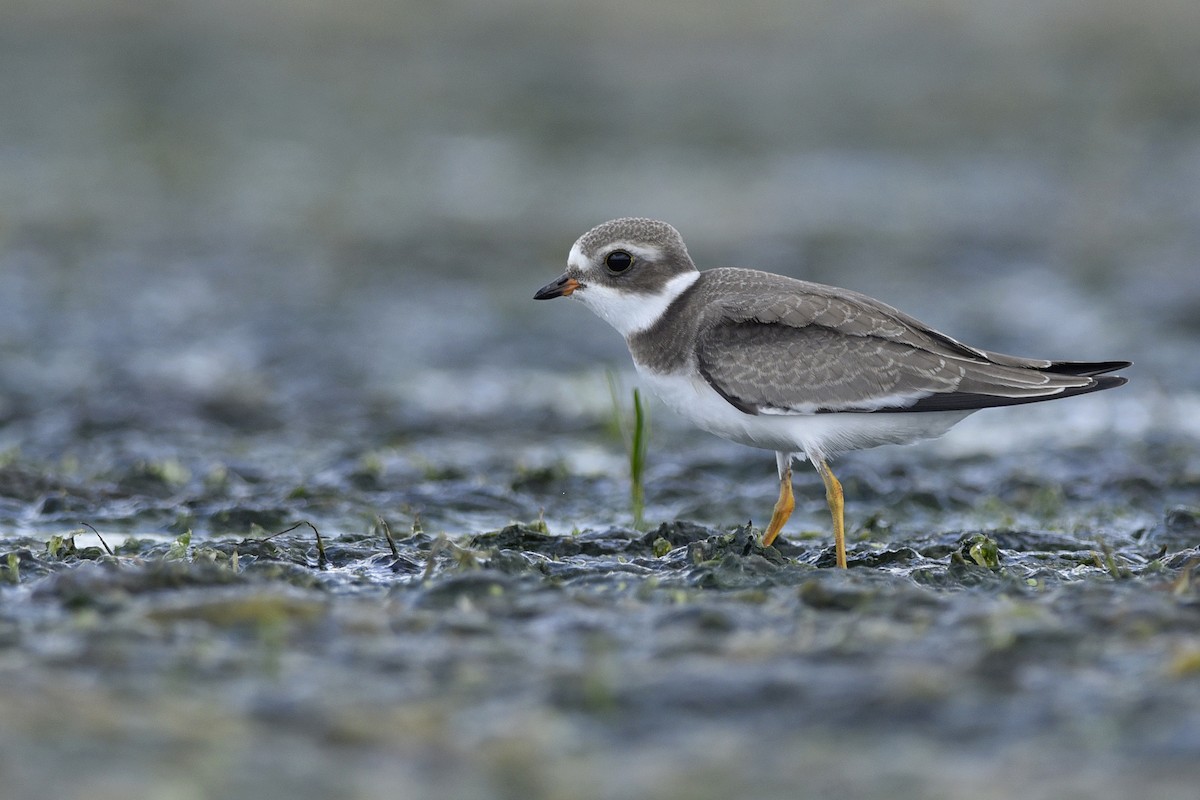 Semipalmated Plover - ML396469061