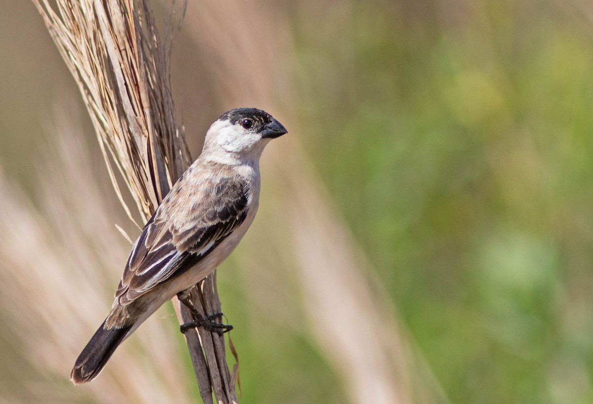 Pearly-bellied Seedeater - ML396474921