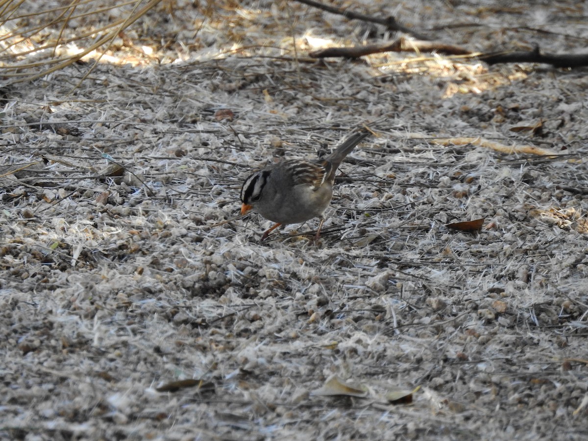 White-crowned Sparrow - ML396475661