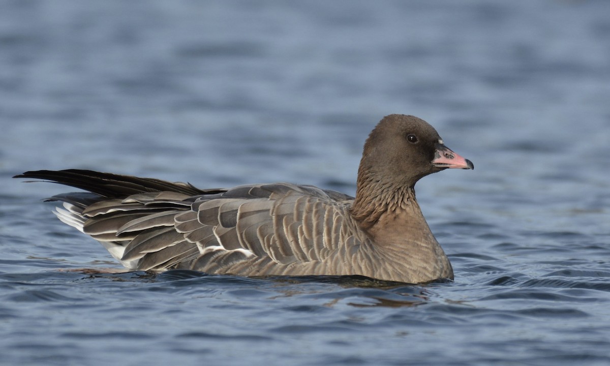 Pink-footed Goose - ML396475781