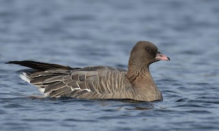 Pink-footed Goose, ML396475781