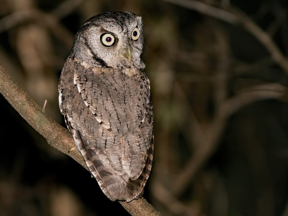 Eastern Screech-Owl - Matthew Addicks