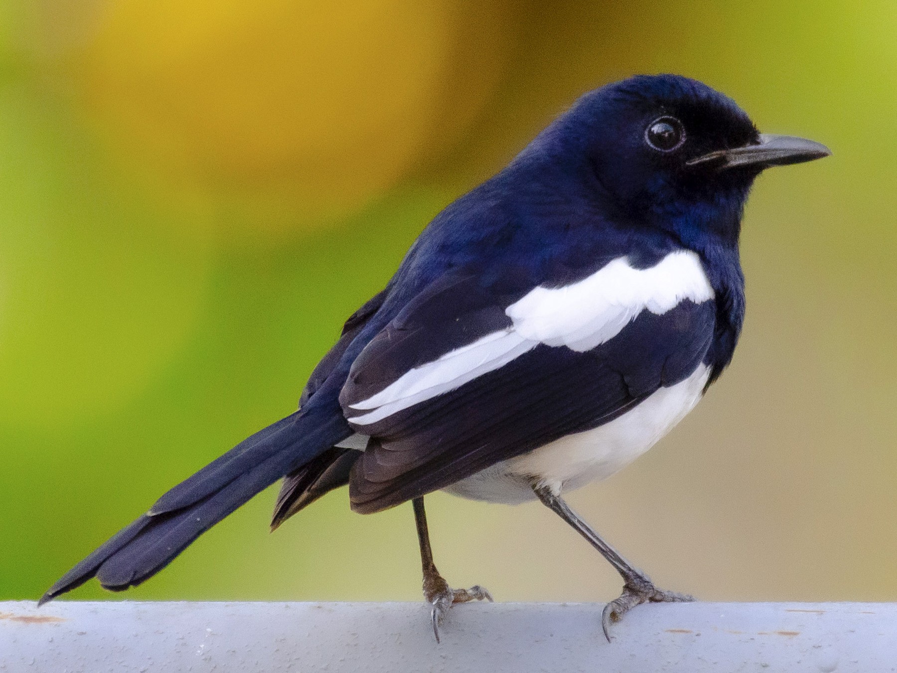 Philippine Magpie-Robin - Wesley Caballa