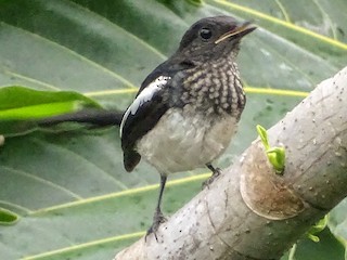 Philippine Magpie-Robin - eBird