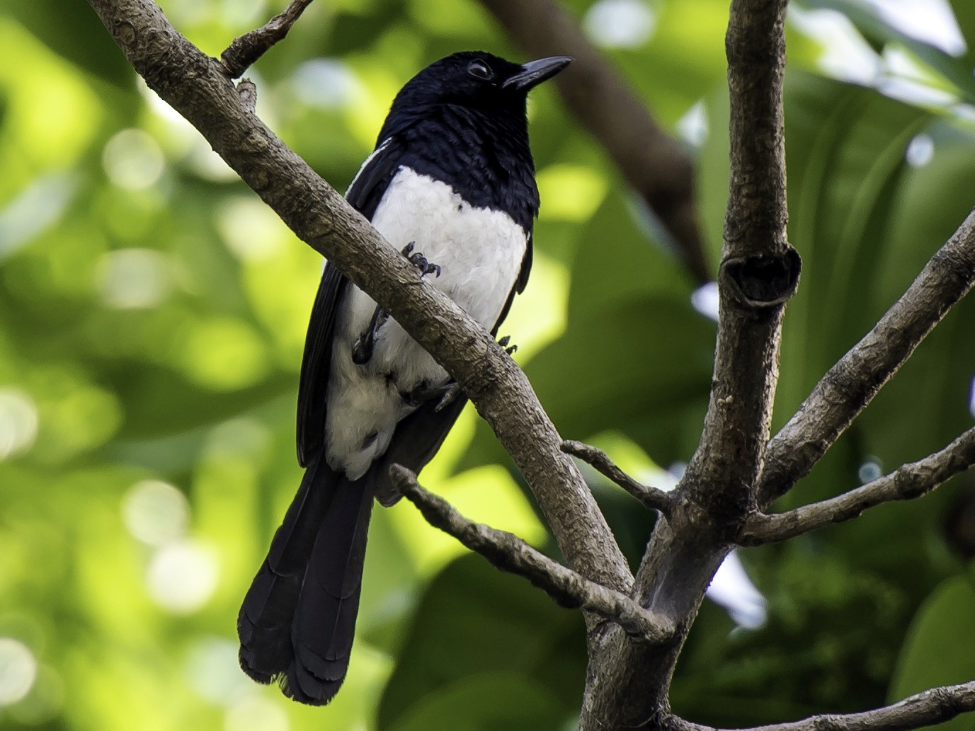Philippine Magpie-Robin - Rogério Rodrigues