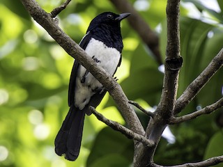 ひぐぴー* 　大株！『Phlegmaria philippines』1番 Philippine Magpie-Robin - eBird
