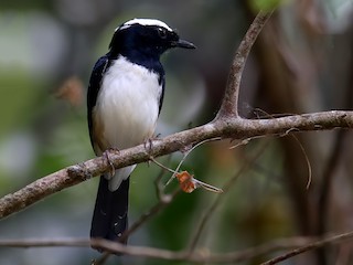Visayan Shama - eBird