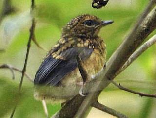  - Blue-breasted Blue Flycatcher