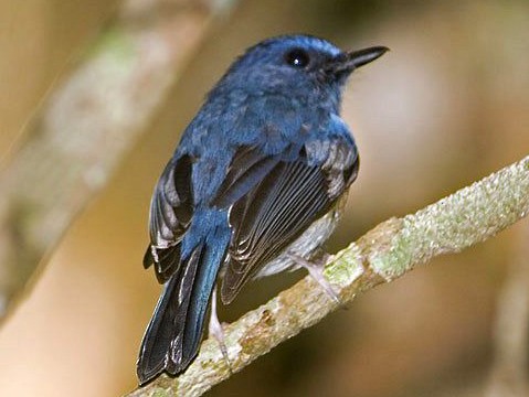 Blue-breasted/Rufous-breasted Blue Flycatcher - Leif Gabrielsen