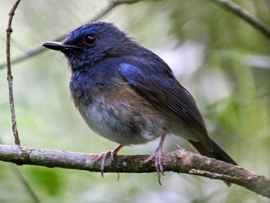 Blue-breasted/Rufous-breasted Blue Flycatcher - Robert Hutchinson