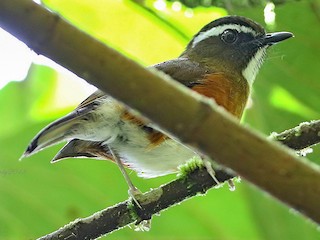 - Rusty-flanked Jungle Flycatcher