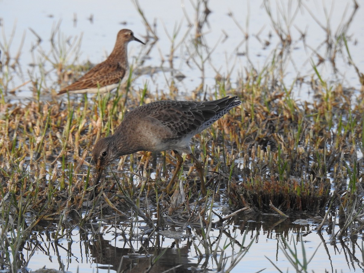 Long-billed Dowitcher - FRANCISCO CAB