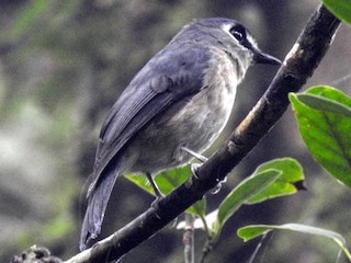  - Mindanao Jungle Flycatcher