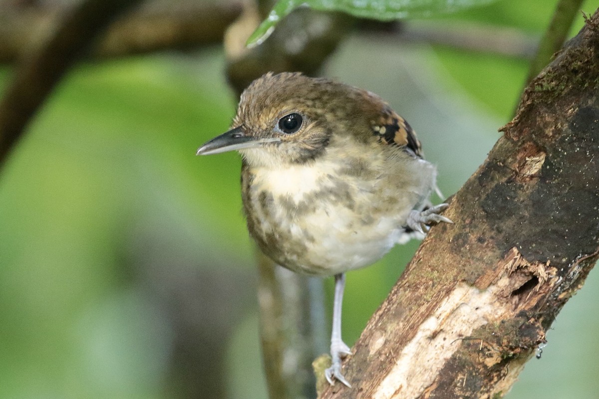 Spotted Antbird - ML396501681