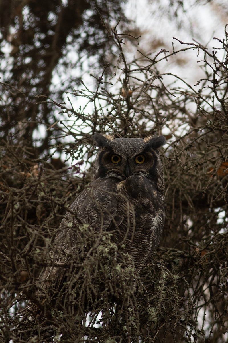 Great Horned Owl - ML396502151