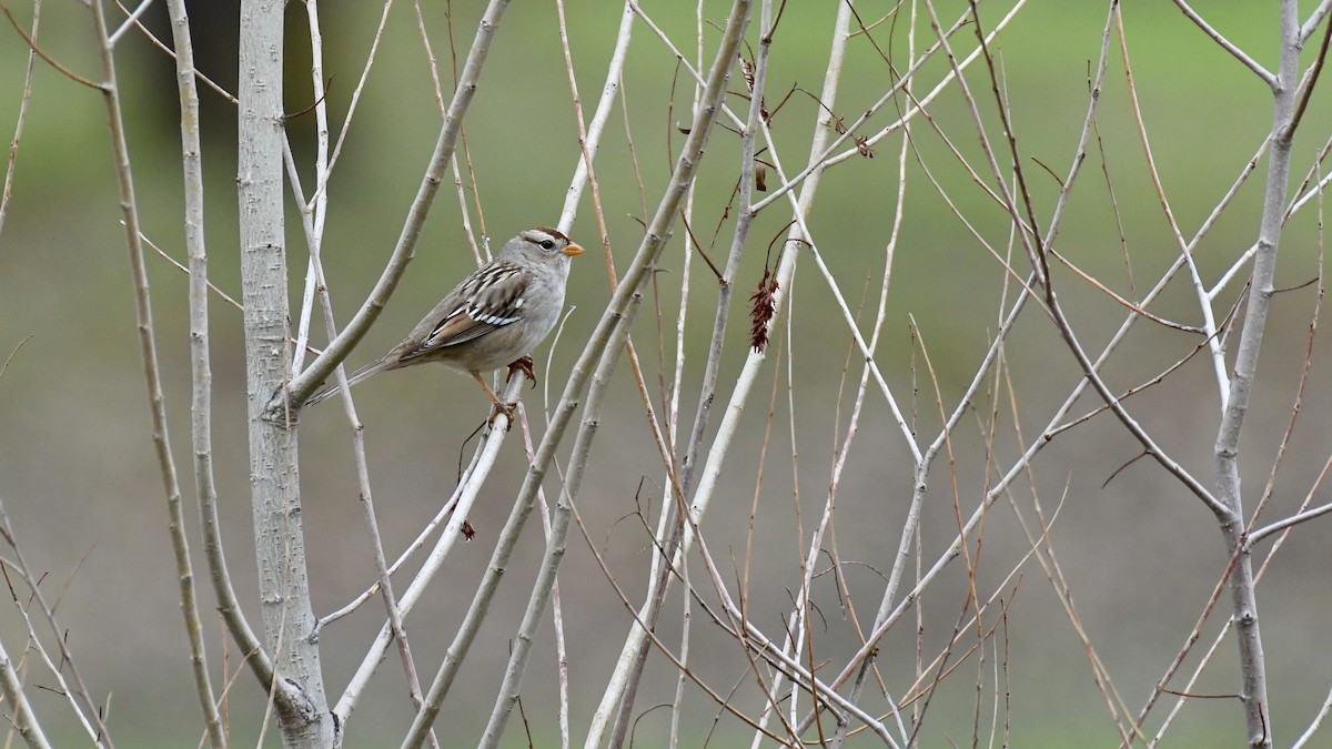 White-crowned Sparrow - ML396505321