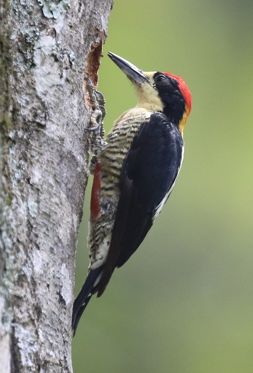 Beautiful Woodpecker - ML396509951