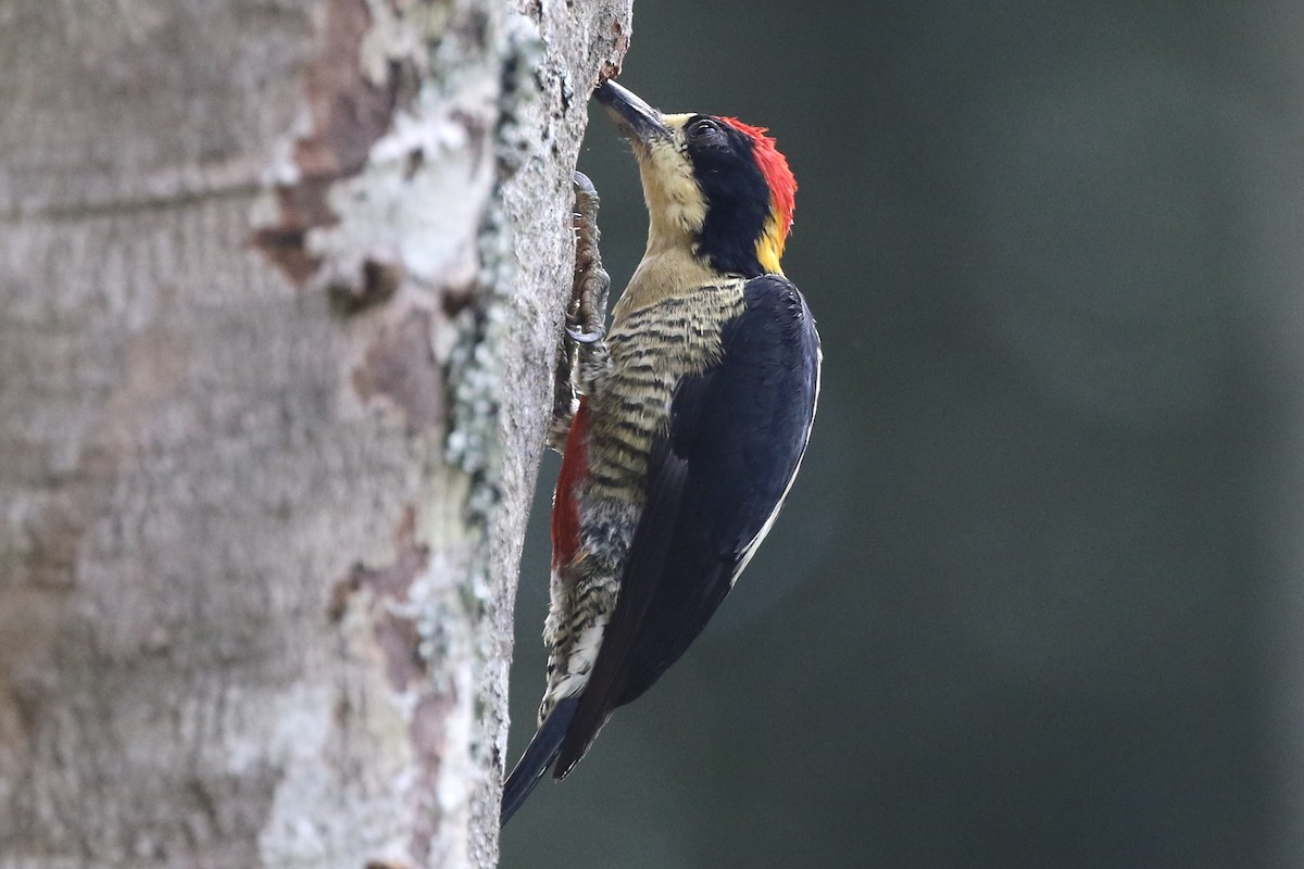 Beautiful Woodpecker - ML396509961