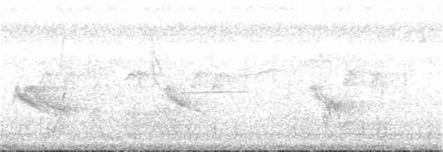 White-bearded Flycatcher - ML396516131
