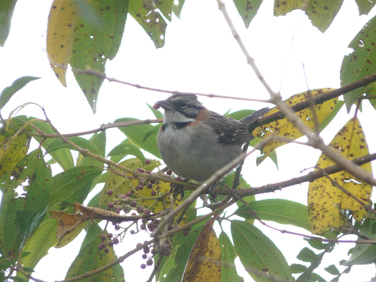 Rufous-collared Sparrow - Jason Weckstein
