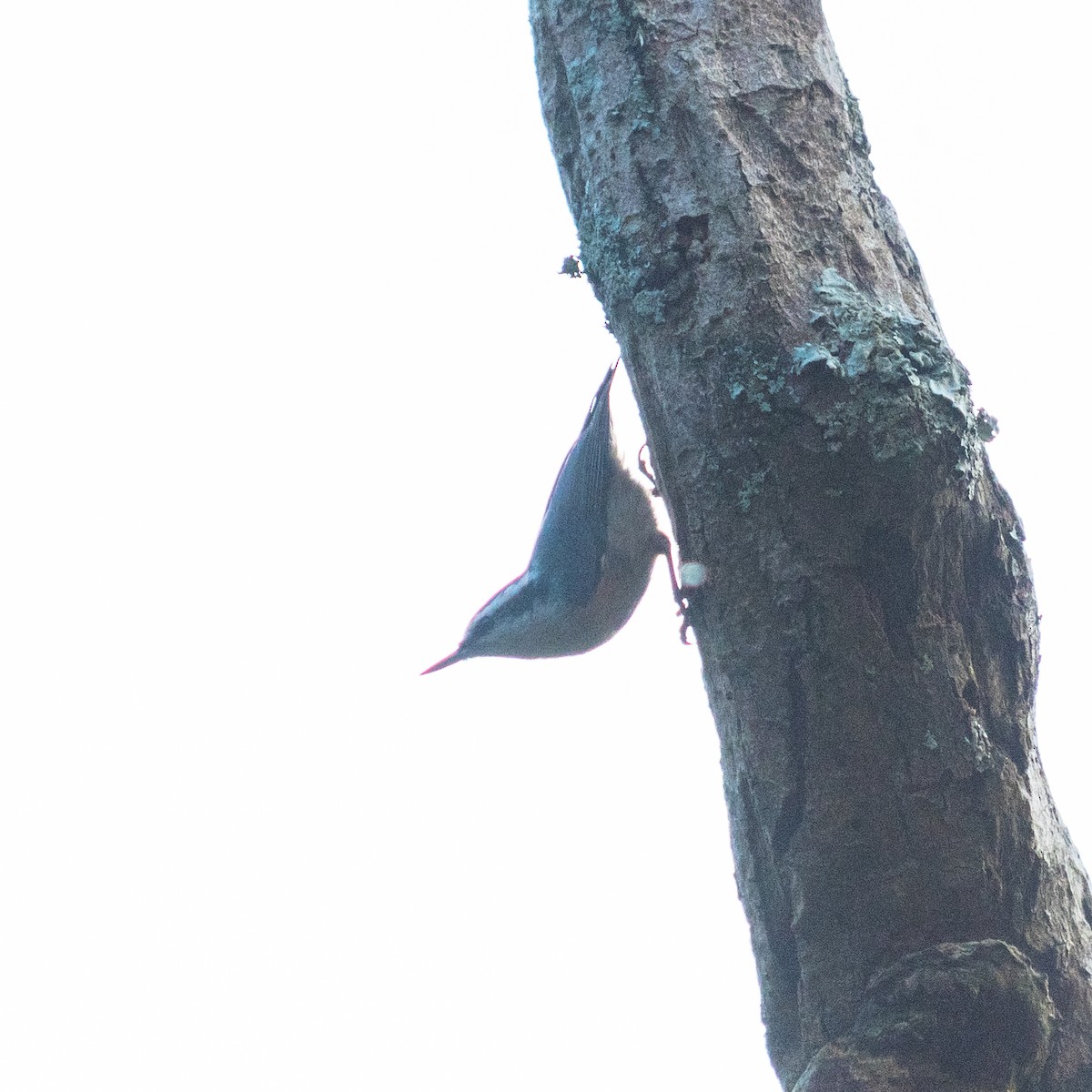 Red-breasted Nuthatch - ML396531861