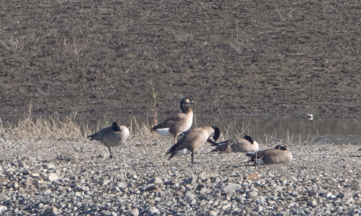 Greater White-fronted x Canada Goose (hybrid) - Liam Huber