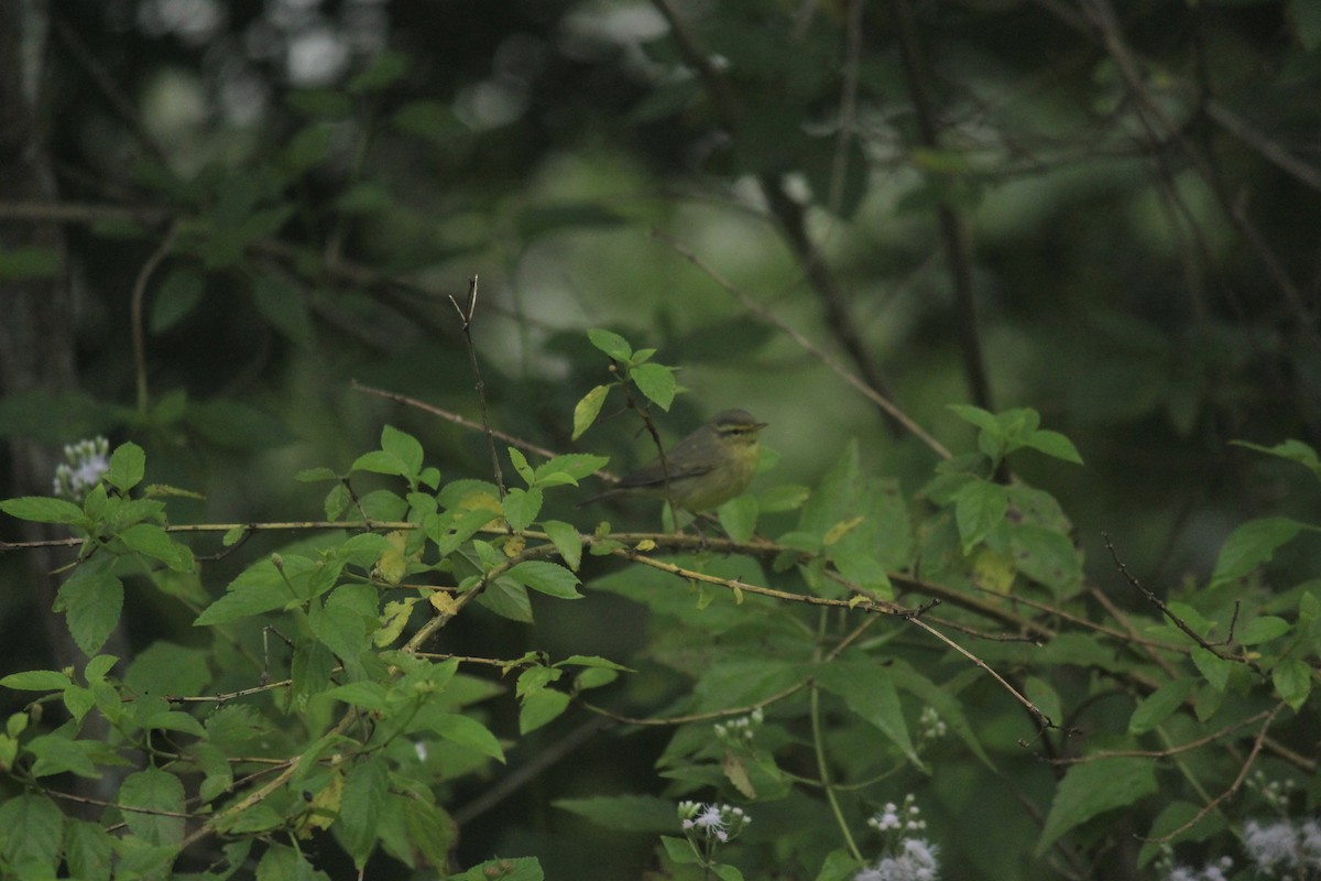 Tickell's Leaf Warbler (Tickell's) - Arun George