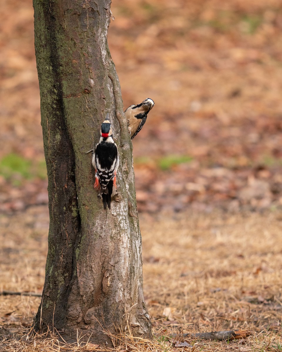 Great Spotted Woodpecker - Andy Lee