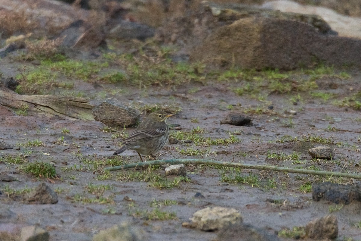 Rock Pipit - Terry Woodward