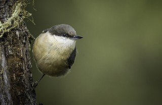 Pygmy Nuthatch