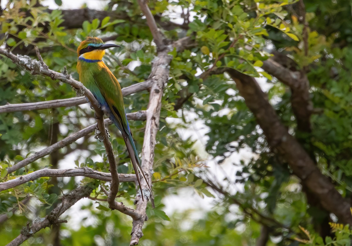 Swallow-tailed Bee-eater - ML396558121