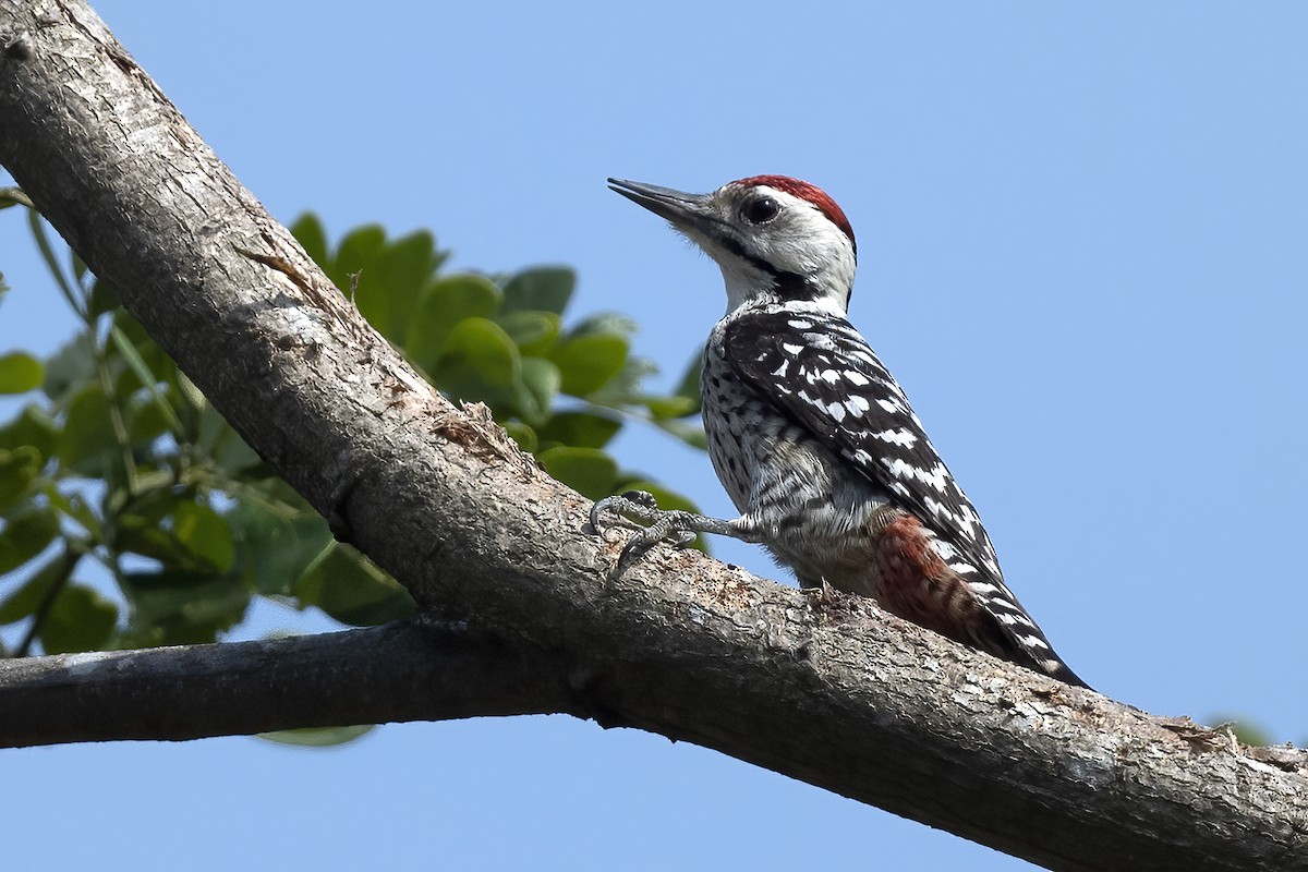 Freckle-breasted Woodpecker - Junpha Jartuporn