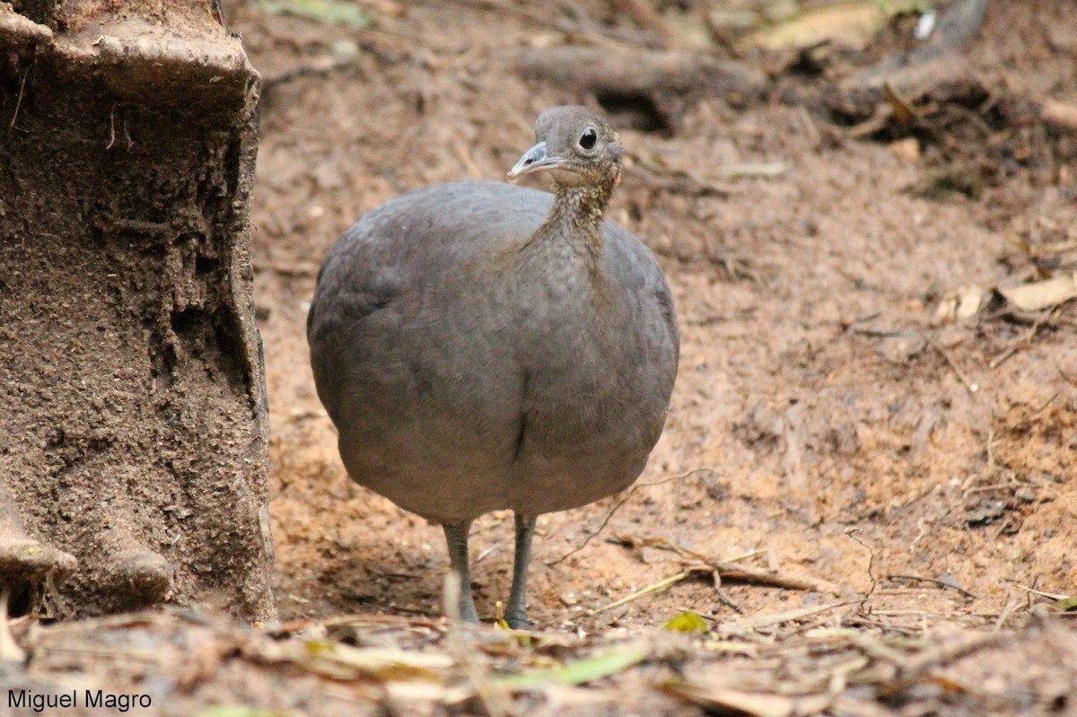 Solitary Tinamou - Miguel  Magro