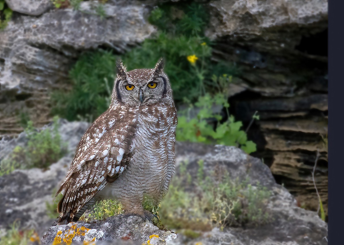 Spotted Eagle-Owl - ML396566801