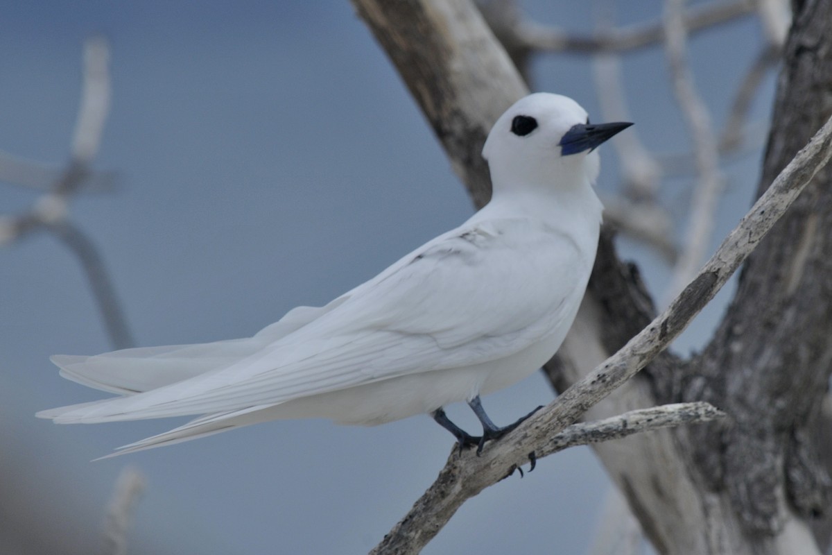 White Tern - John Doty