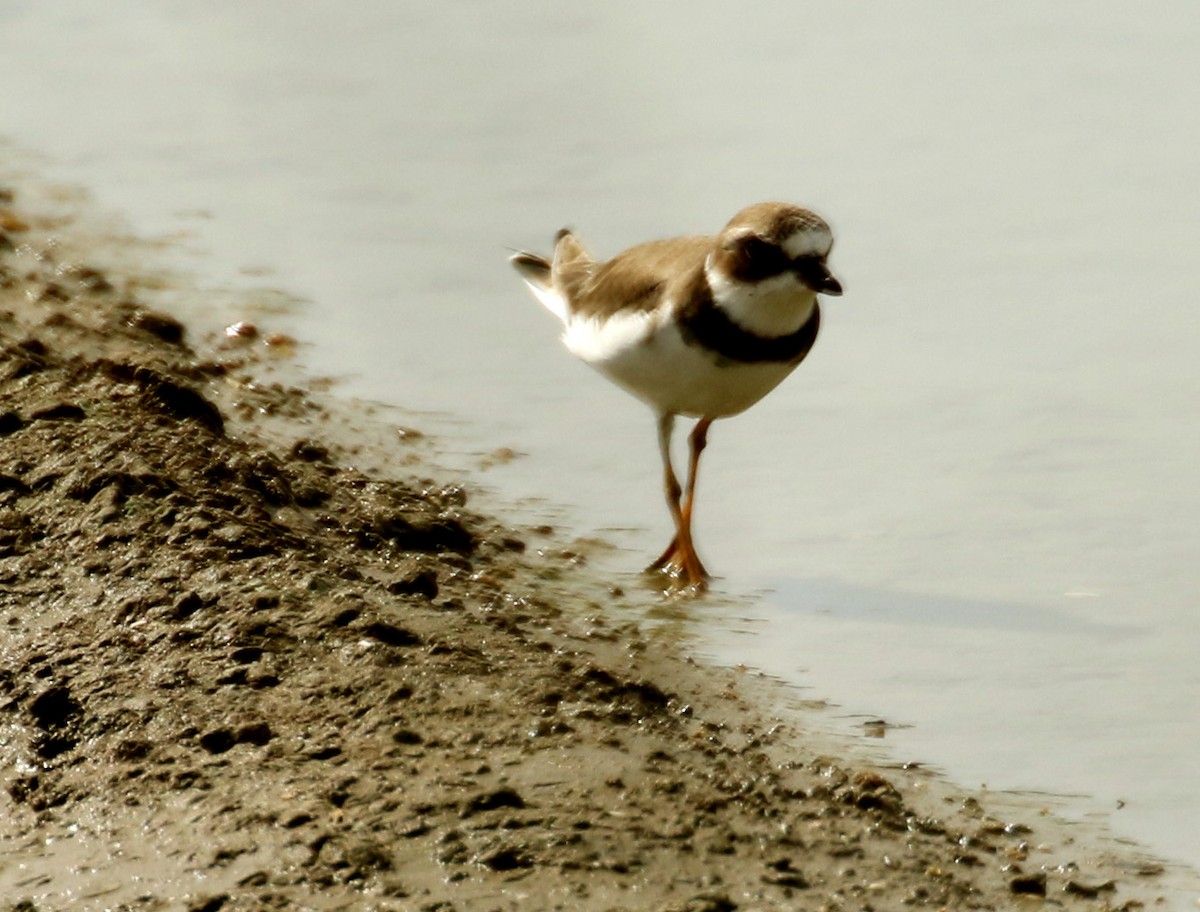 Semipalmated Plover - Kathleen Keef
