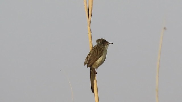 Prinia Grácil - ML396572611