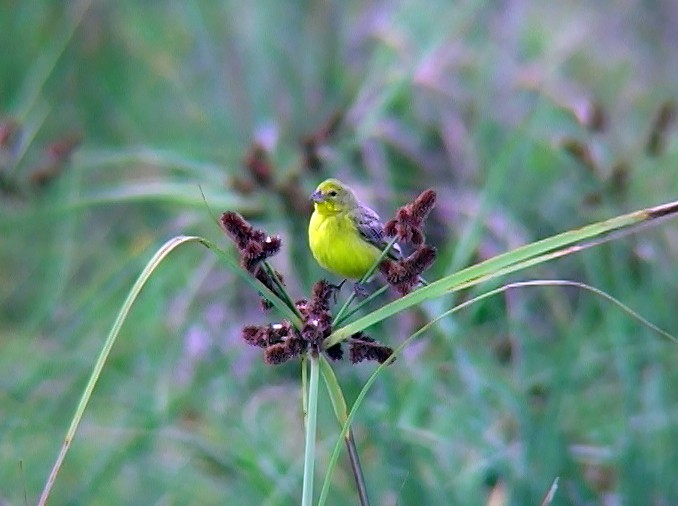 Grassland Yellow-Finch (Grassland) - ML396574781