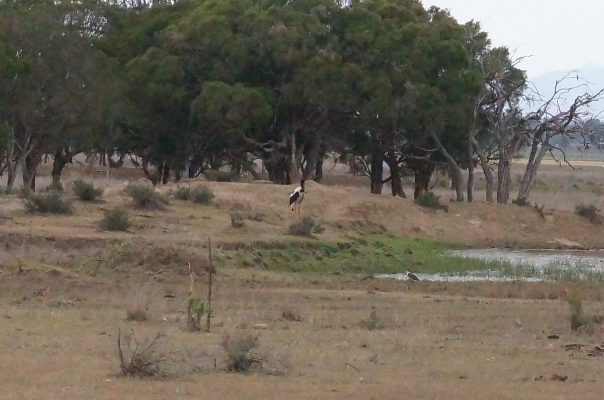 Black-necked Stork - ML39657661