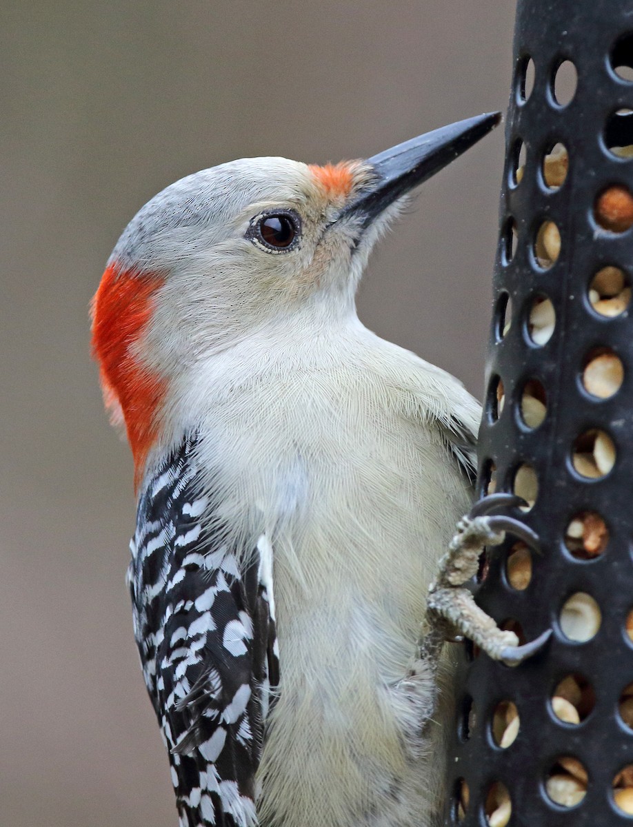 Red-bellied Woodpecker - ML396577251