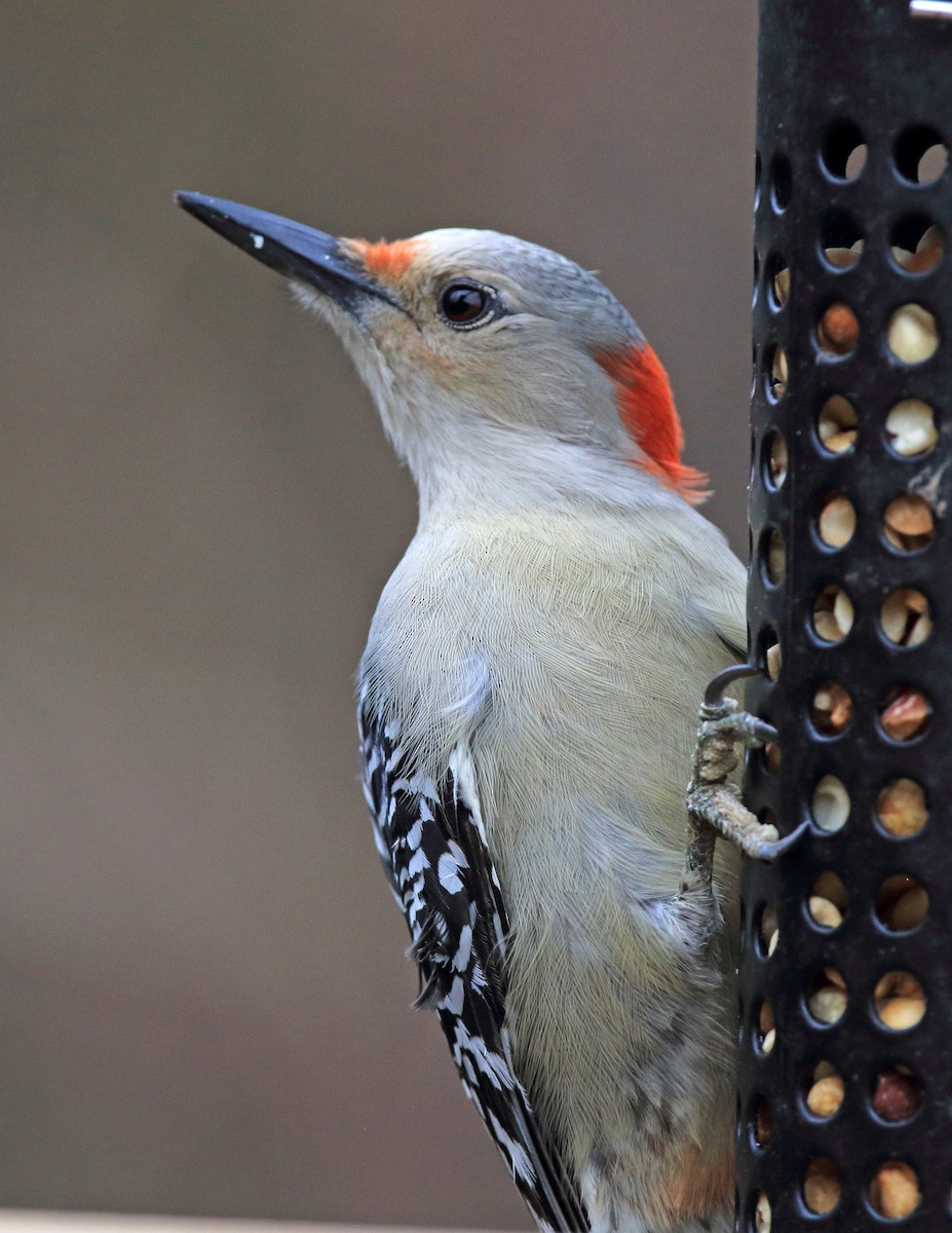 Red-bellied Woodpecker - ML396577271