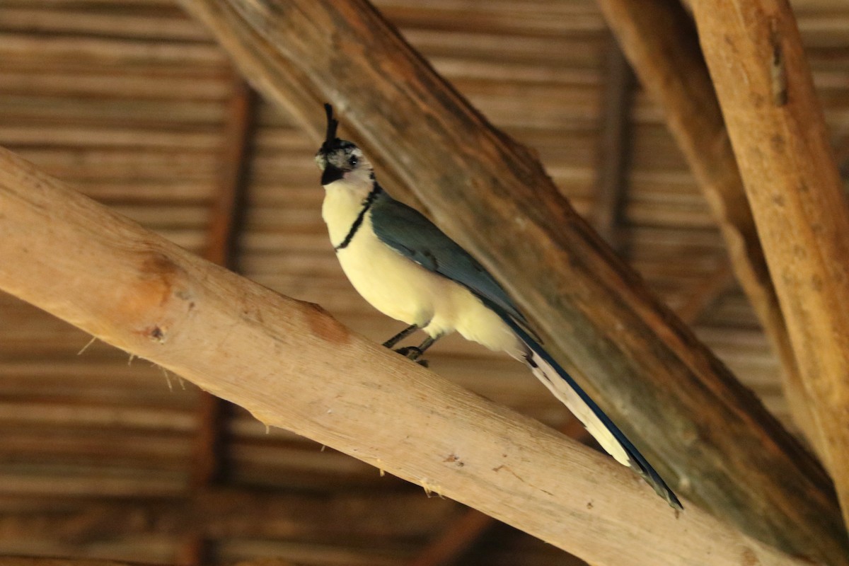 White-throated Magpie-Jay - ML39657731