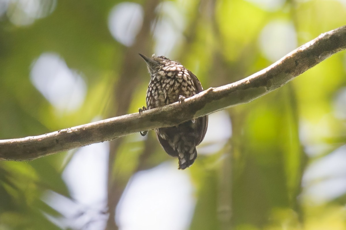 White-wedged Piculet - ML396579421