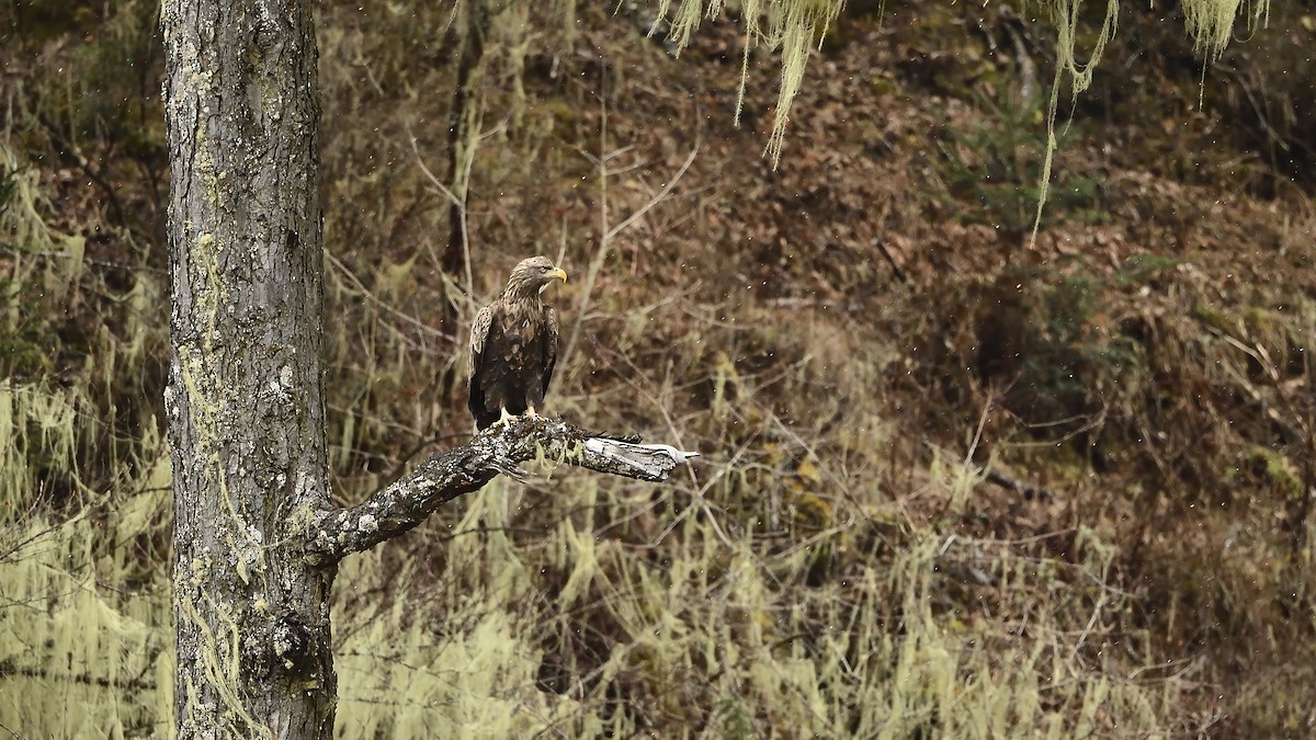White-tailed Eagle - xiwen CHEN