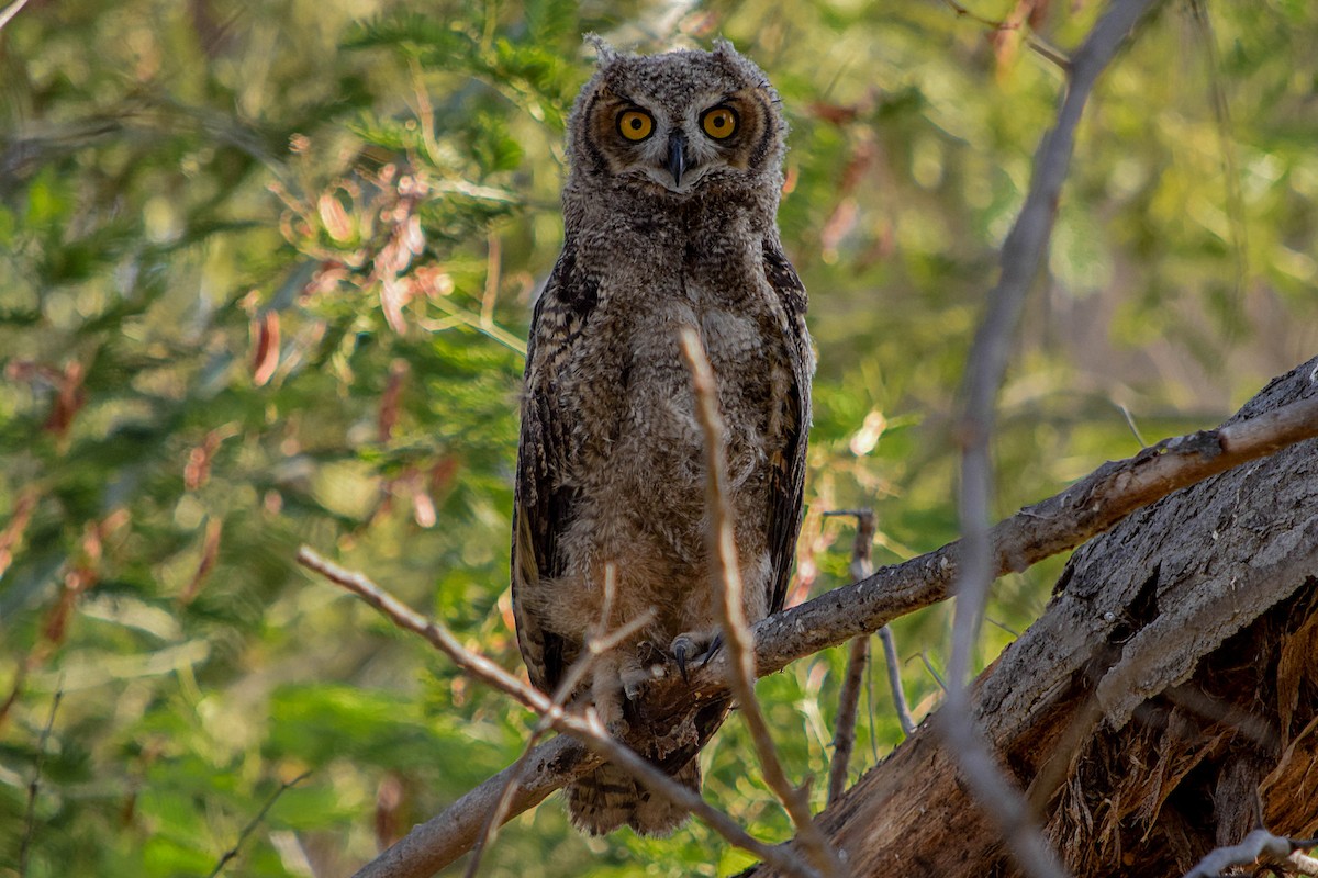 Lesser Horned Owl - Tamara Catalán Bermudez