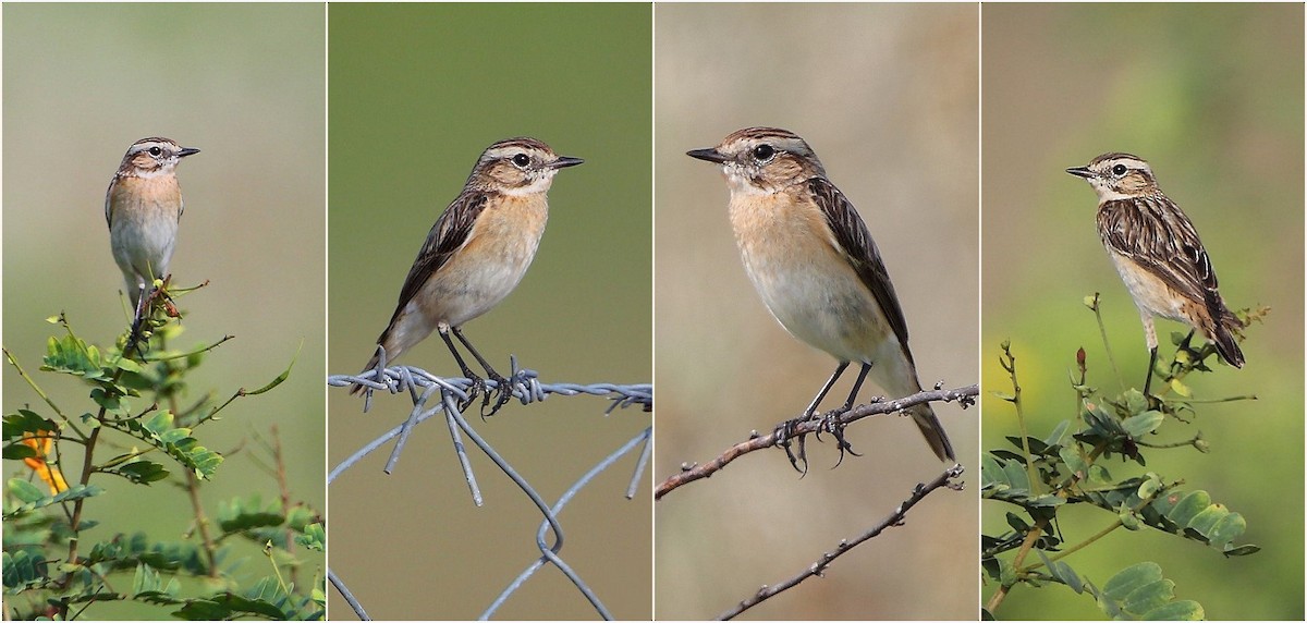 Whinchat - ML396586531