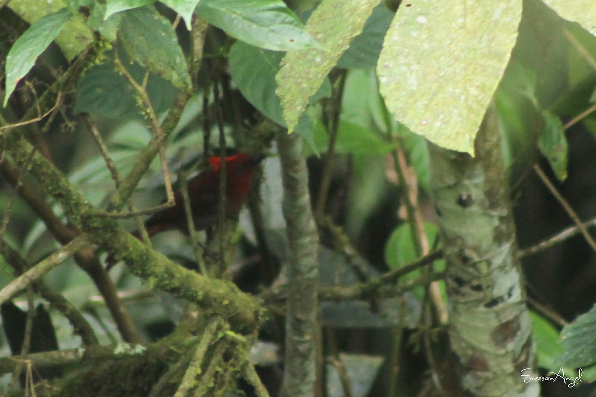 Crested Ant-Tanager - ML396594131