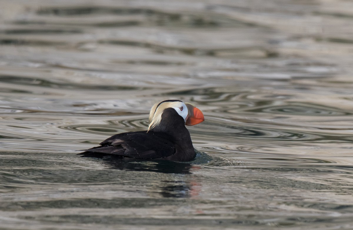 Tufted Puffin - ML39659441