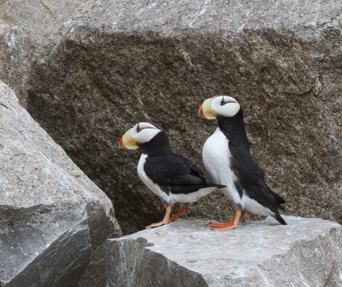 Horned Puffin - ML39659671