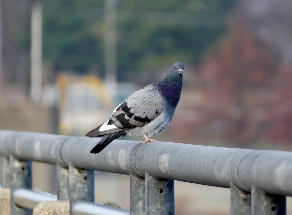 Rock Pigeon (Feral Pigeon) - ML396599821